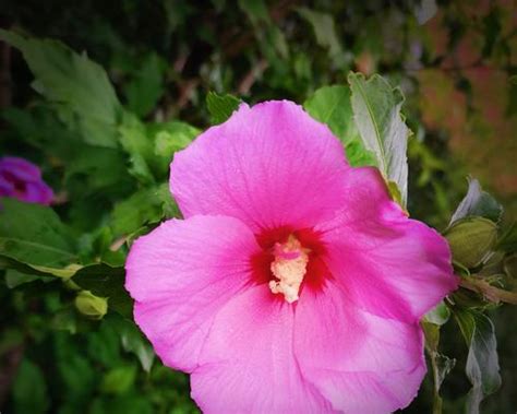 木槿花花語|木槿花花语（探索木槿花的花语与象征意义）